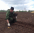 Второй промышленный виноградник появился в Шпаковском районе - Министерство сельского хозяйства