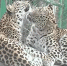Проект Smartleopard покажет онлайн жизнь редчайших переднеазиатских леопардов на Кавказе - Открытые НКО