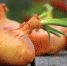 Ставропольский край занимает шестое место по производству репчатого лука - Министерство сельского хозяйства