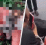 Подросток в Ставрополе расчленил котенка ради видео в Tik-Tok - Bloknot-Stavropol.Ru