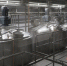 Молочный комбинат «Ставропольский» готов заменить зарубежные продукты качественными аналогами - ИА Победа 26