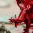 Волшебные миры «Dungeons&Dragons» в программе «Лето в городе» - Газета Ставропольский репортёр