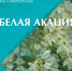 Презентация литературно-художественного сборника «Белая акация» пройдет в Лермонтовке - Краевая универсальная научная библиотека им. М. Ю. Лермонтова