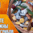 Будьте осторожны при сборе грибов! - МЧС Ставропольского края