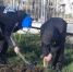 В Предгорном округе высадили молодые саженцы кедра - Единая Россия