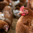 Техусловия по использованию побочных продуктов животноводства для птицефабрики разработали специалисты филиала - Северо-Кавказская МВЛ