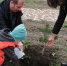 Зеленый фонд Ставрополя пополняется молодыми растениями - Stavropol.Sm.News