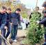 В Минераловодском округе компенсируют вырубку и повреждение деревьев - Stavropol.Sm.News
