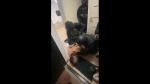 В Минводах экс-начальник угрозыска обвиняется в присвоении денежной улики