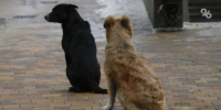 Ультразвуковые отпугиватели для собак раздадут школьникам в Ессентуках - ИА Победа 26