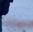 В Ставрополе заключили под стражу хозяйку растерзавших школьницу собак - Вечерний Ставрополь
