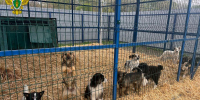 На Ставрополье прокуратура выявила нарушения в работе ПВР для бездомных животных - Вечерний Ставрополь