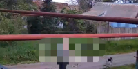 На мужчину, выстрелившего в щенка в хуторе Прогресс на Ставрополье, могут завести уголовное дело - ATVmedia.Ru