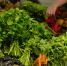 Жители Ставрополя смогут закупиться продуктами на ярмарке 31 мая - ATVmedia.Ru