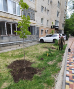 Весенние высадки деревьев завершили на улицах Ставрополя