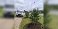 В Ставрополе весной 2025 года появилось 87 новых деревьев - Комсомольская Правда