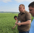 Уборка гороха в Предгорном округе - StavropolNews.Ru