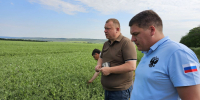 Уборка гороха в Предгорном округе - StavropolNews.Ru