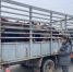 На Ставрополье пытались провезти без документов более 120 сельхозживотных - ATVmedia.Ru