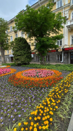Ко Дню города Ставрополь преобразили более 10 тысяч осенних цветов.