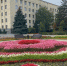 Более 10 тыс. осенних цветов высадили в Ставрополе ко дню города - ИА Победа 26