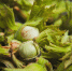 Суперинтенсивный сад фундука появится на Ставрополье - ATVmedia.Ru