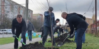 В Ставрополе продолжаются осенние высадки молодых деревьев - Вечерний Ставрополь
