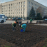 Более 200 тысяч цветов перезимуют в клумбах Ставрополя - Телеканал СвоёТВ