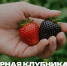 Эксперт СтГАУ рассказала, как избежать обмана при покупке семян - СтГАУ