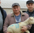 Степновский округ пополнили 3100 ягнят - Вечерний Ставрополь