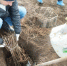 На Ставрополье уже высадили порядка 10 га деревьев - Вечерний Ставрополь