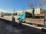 Сначала спилили, теперь сажают: место орехов на площади Ленина в Ставрополе заняли клены