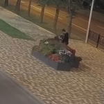 Вандалы вырвали цветы из клумбы в центре Ставрополя