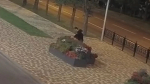 Полиция ищет похитителей цветов из вазонов в центре Ставрополя