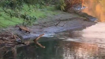 Мама-барсучиха воспитывала своих детёнышей на одном из водоёмов Астрахани