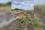 В Георигиевске на Ставрополье сожгли 190 килограммов наркосодержащего растения