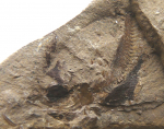 оф 14788-161.JPG