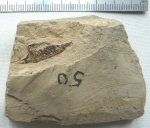 оф 14788-50.JPG