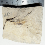 оф 14788-137.JPG