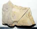 оф 14788-29.JPG