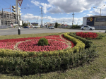 Более 7 тысяч цветов высадили на клумбах Ставрополя ко Дню города