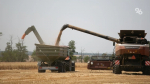 Производство сельхозпродукции принесло Ставрополью 227,7 млрд рублей